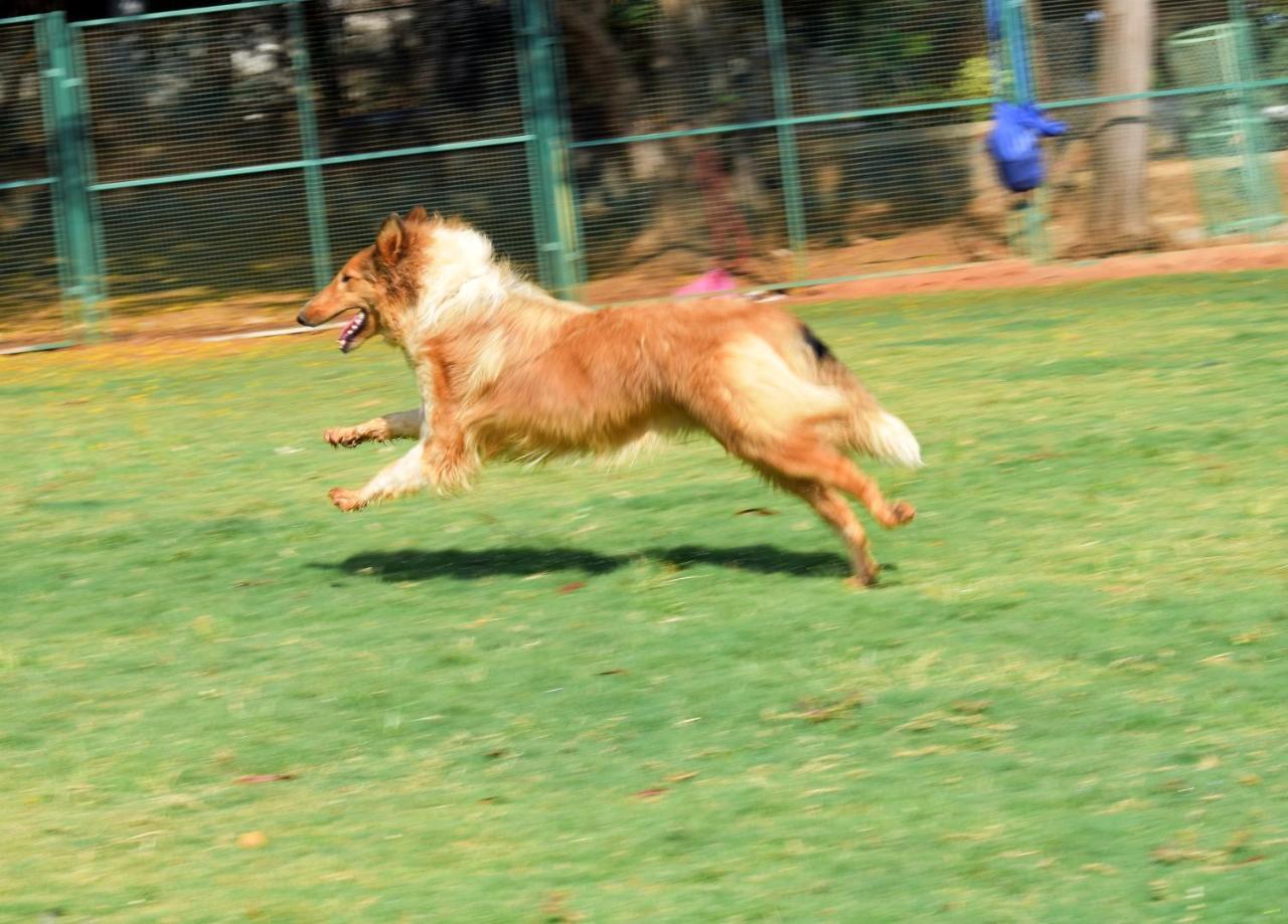 Manas Resort With Petting Zoo, איגטפורי מראה חיצוני תמונה